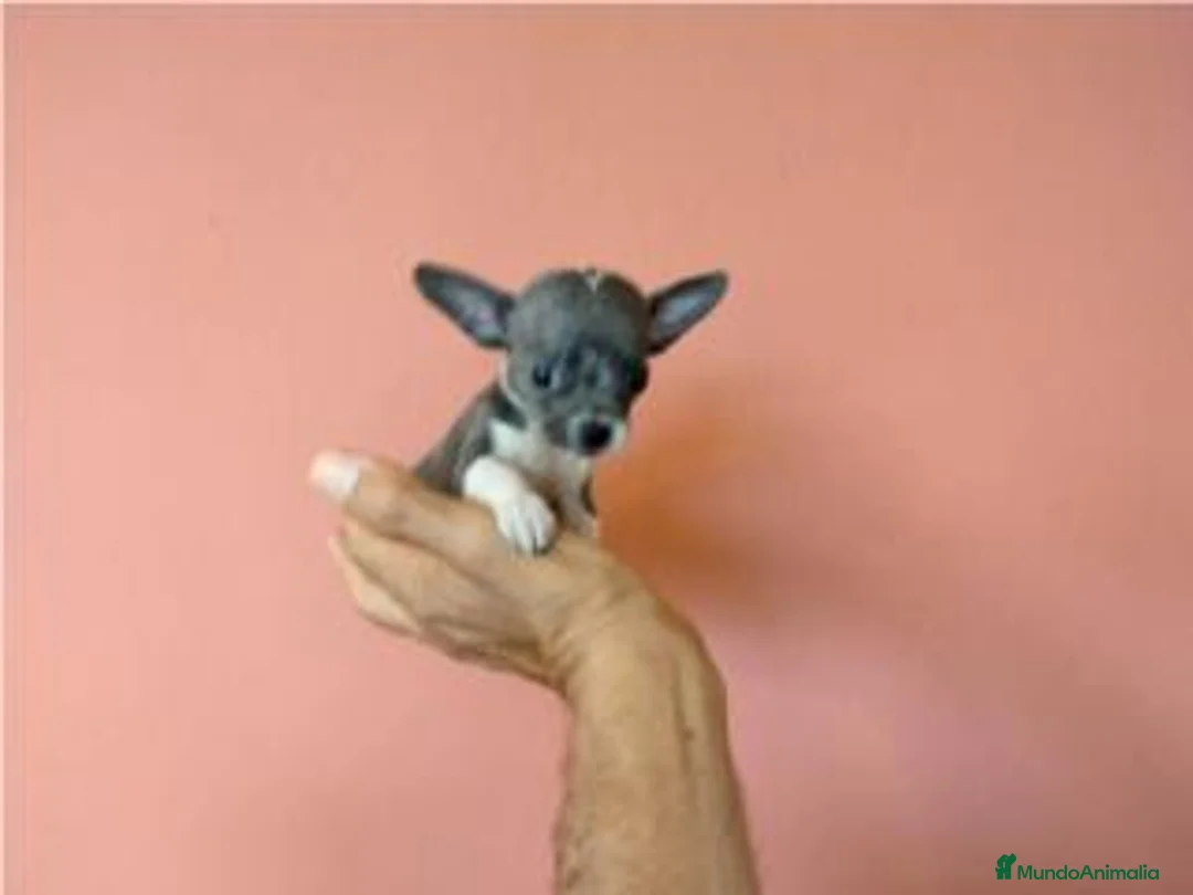 Chihuahua perros en venta: chihuchua miniatura - Anuncio 1