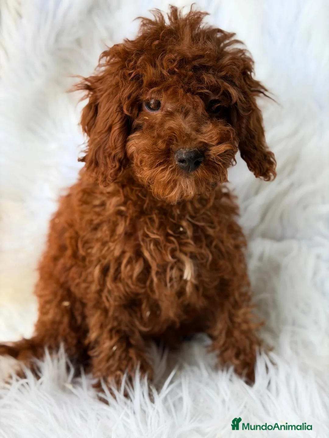 Caniche Enano perros en venta: Caniches enanos🐾 - Anuncio 2