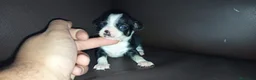 Chihuahua perros en venta: Chihuahuas toy - Anuncio 11