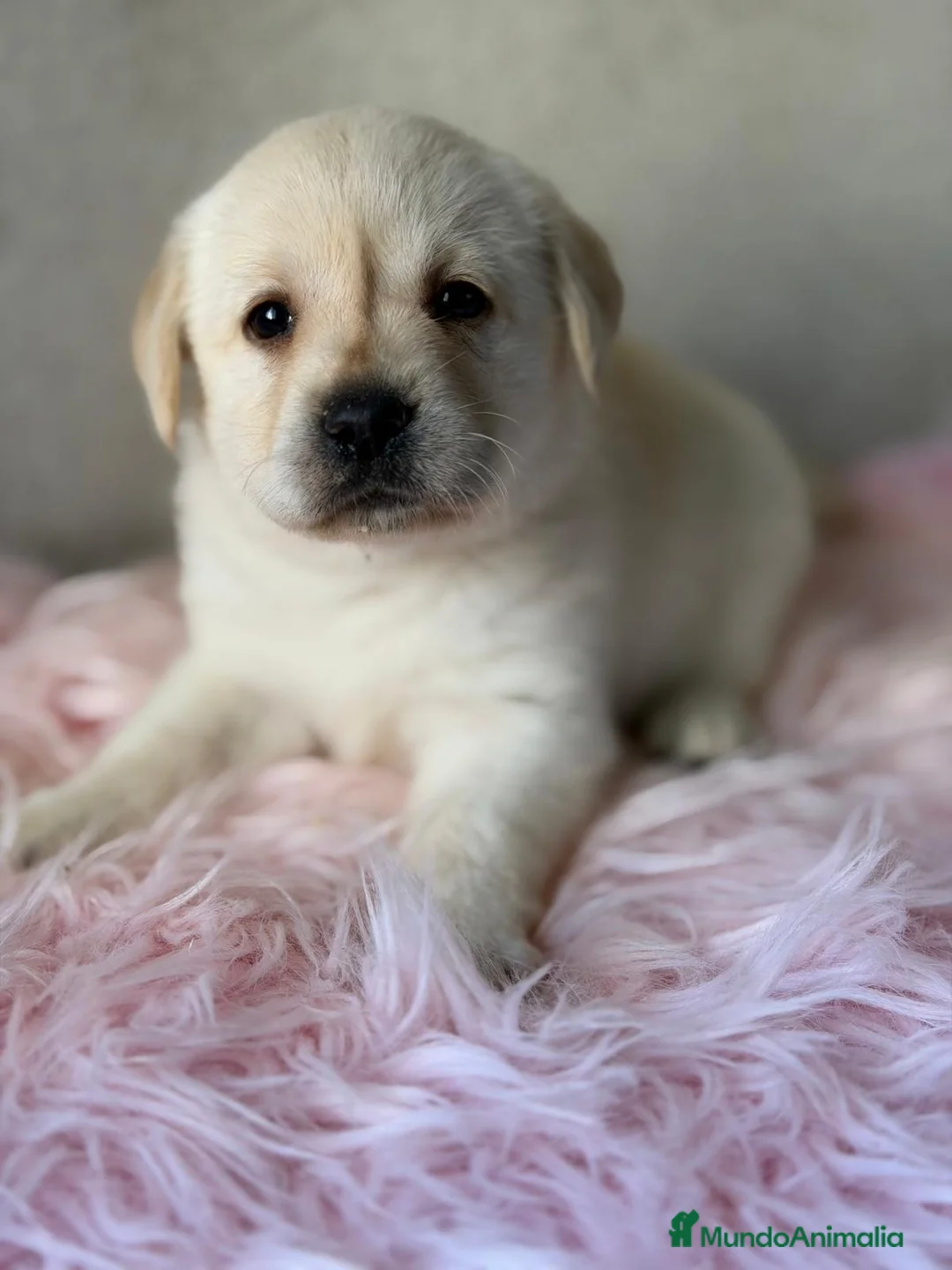 Labrador Retriever perros en venta: LABRADOR AMARILLO HEMBRITAS Y UN MACHO - Anuncio 5