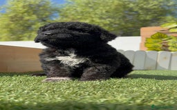 Perro de Agua Español perros en venta: PERRO DE AGUA ESPAÑOL HEMBRA - Imagen 31