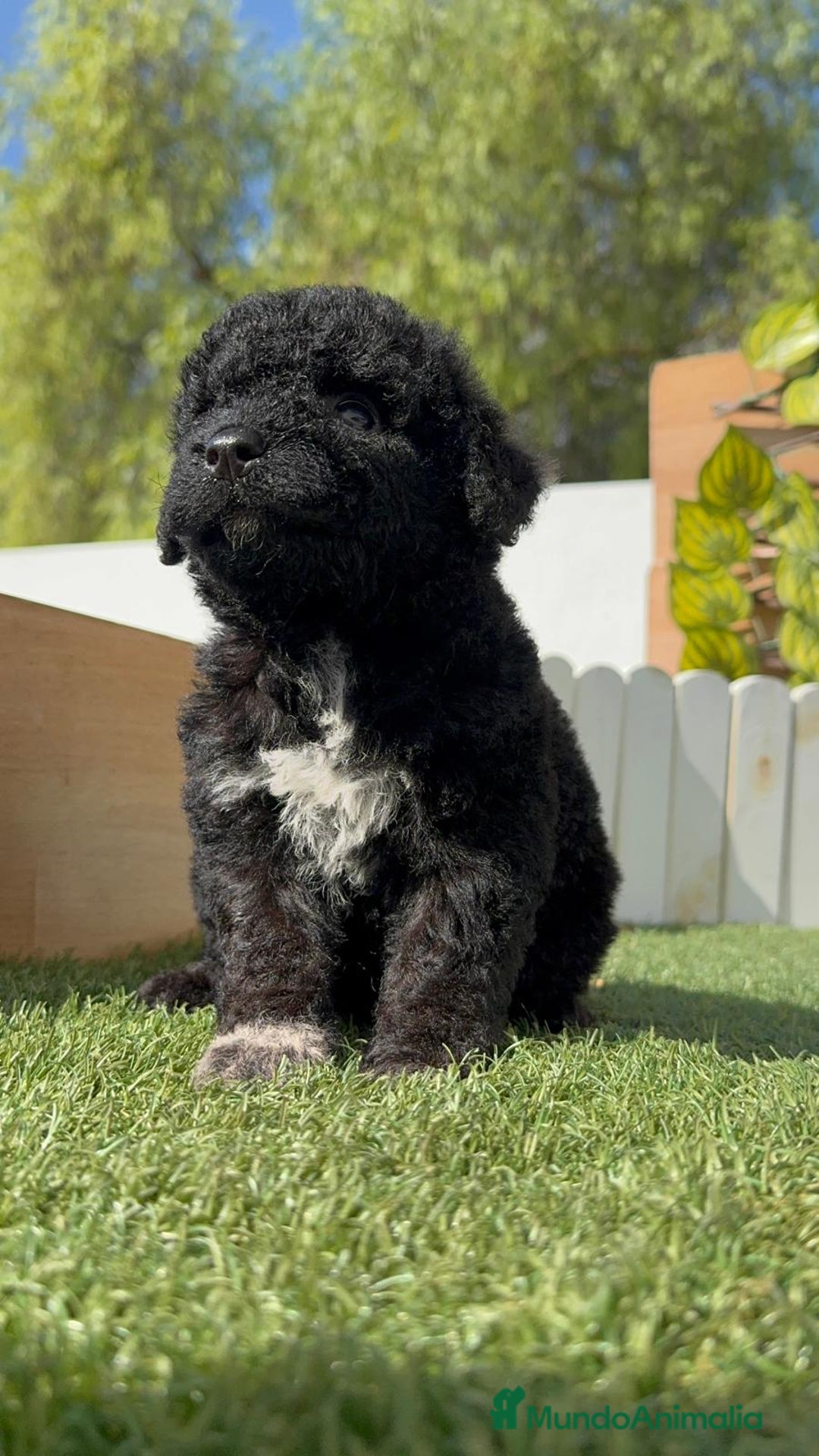 Perro de Agua Español perros en venta: PERRO DE AGUA ESPAÑOL HEMBRA - Imagen 31