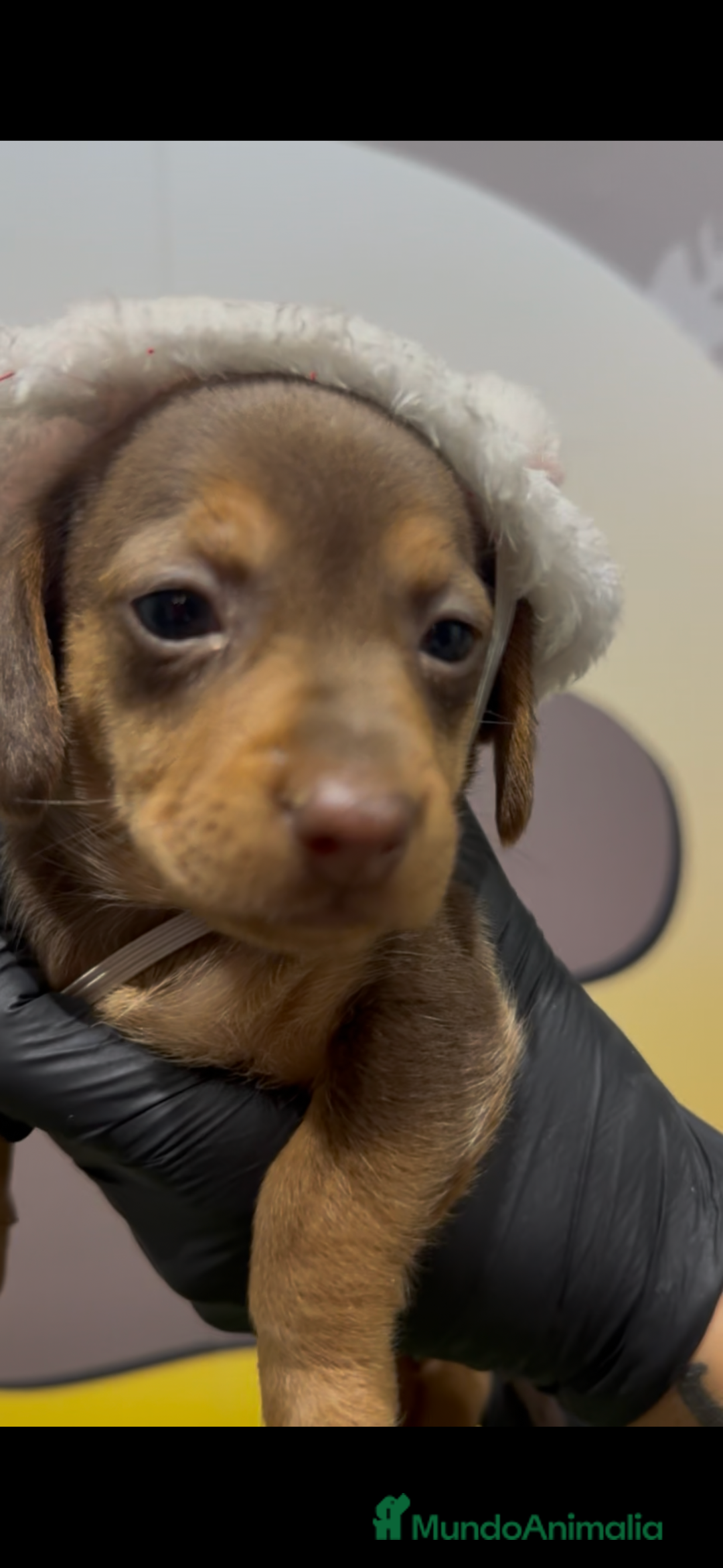 Teckel Miniatura perros en venta: Teckel mini bebé hembra chocolate - Anuncio 3