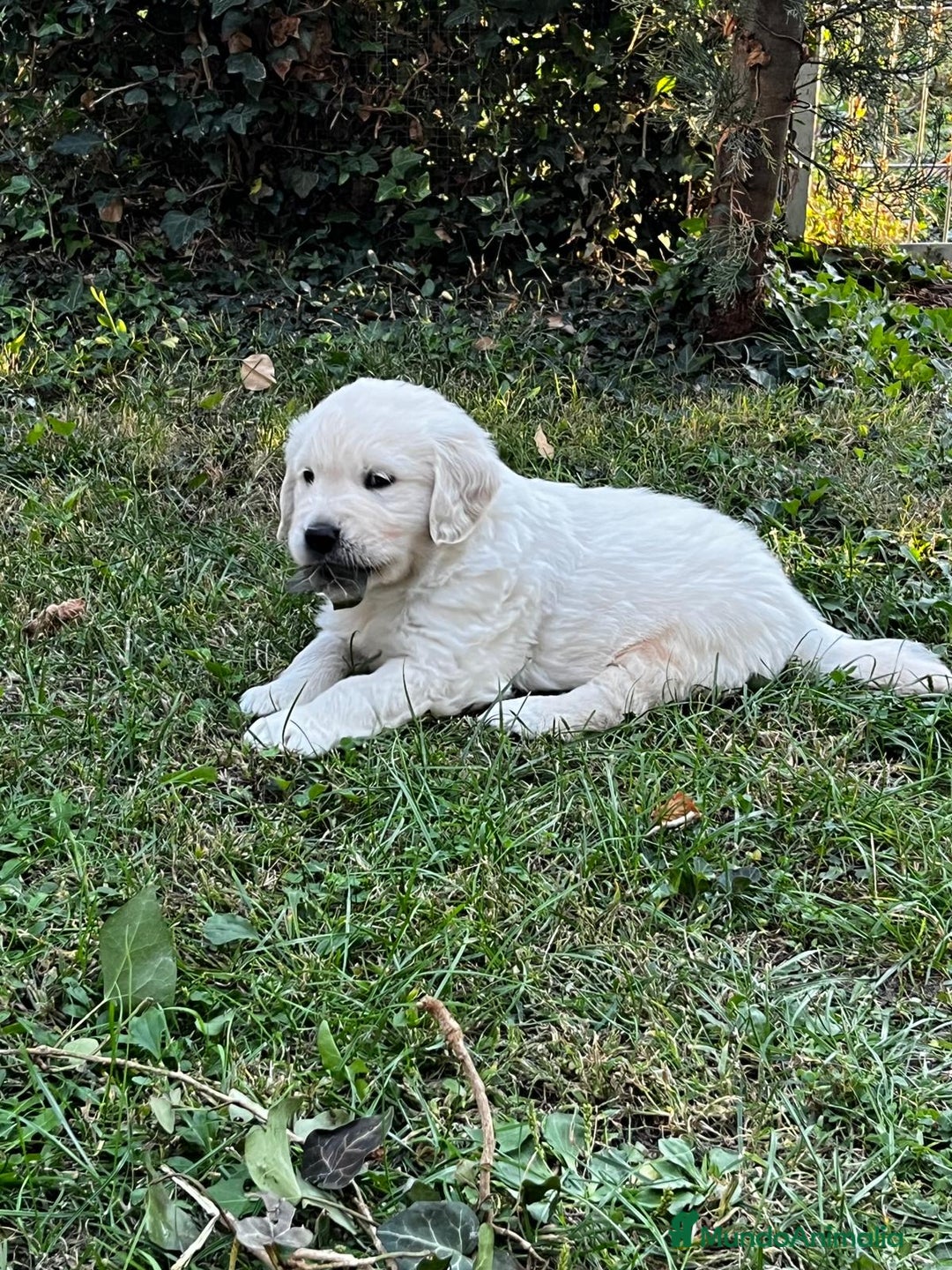Golden Retriever perros en venta: Espectacular camada de Golden Retriever - Imagen 4
