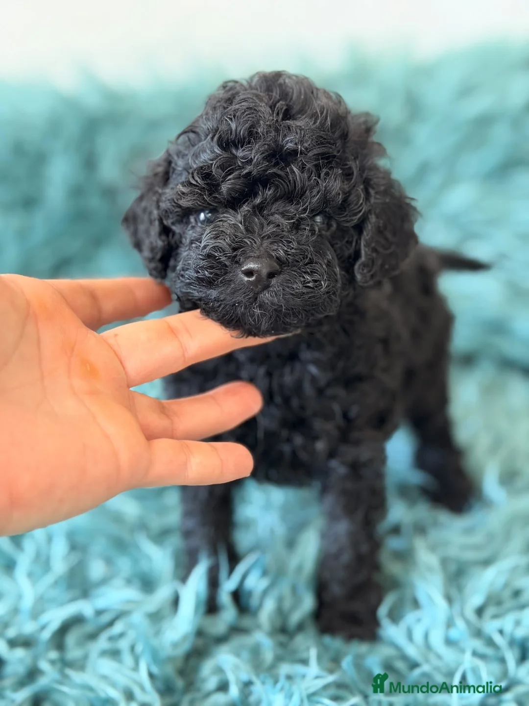 Caniche Toy perros en venta: Caniche toy 50% asiático🐾 - Anuncio 2