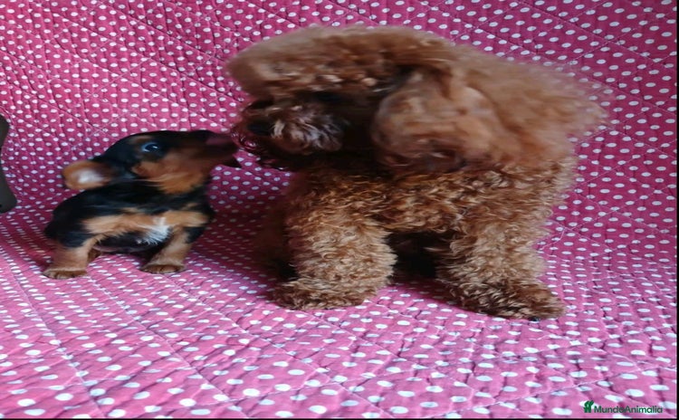 Caniche Toy perros - Anuncio 1
