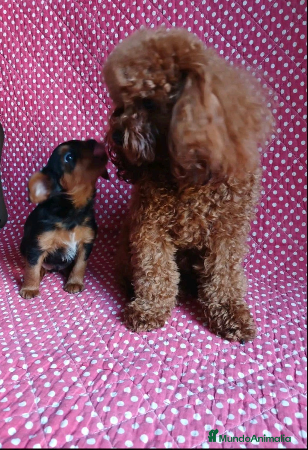 Caniche Toy perros en venta: YORKIE-POO TOY HEMBRA - Imagen 1