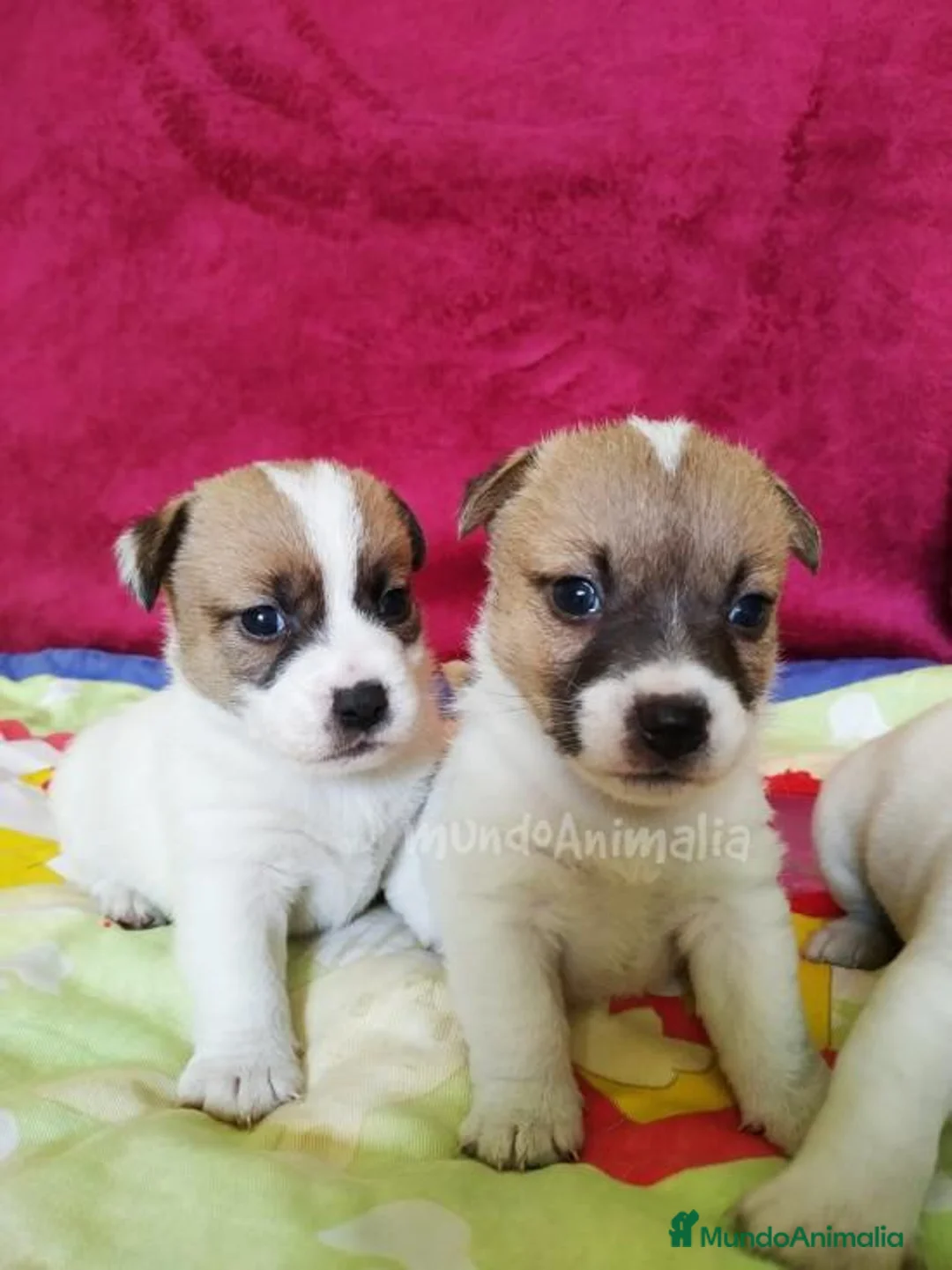 Imagen de galería {{count}}