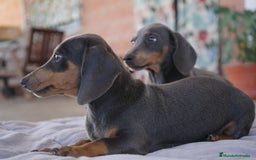 Teckel Miniatura perros en venta: 🌙 Tiko y Monchi – Teckel miniatura silver-blue 🐾 - Imagen 6