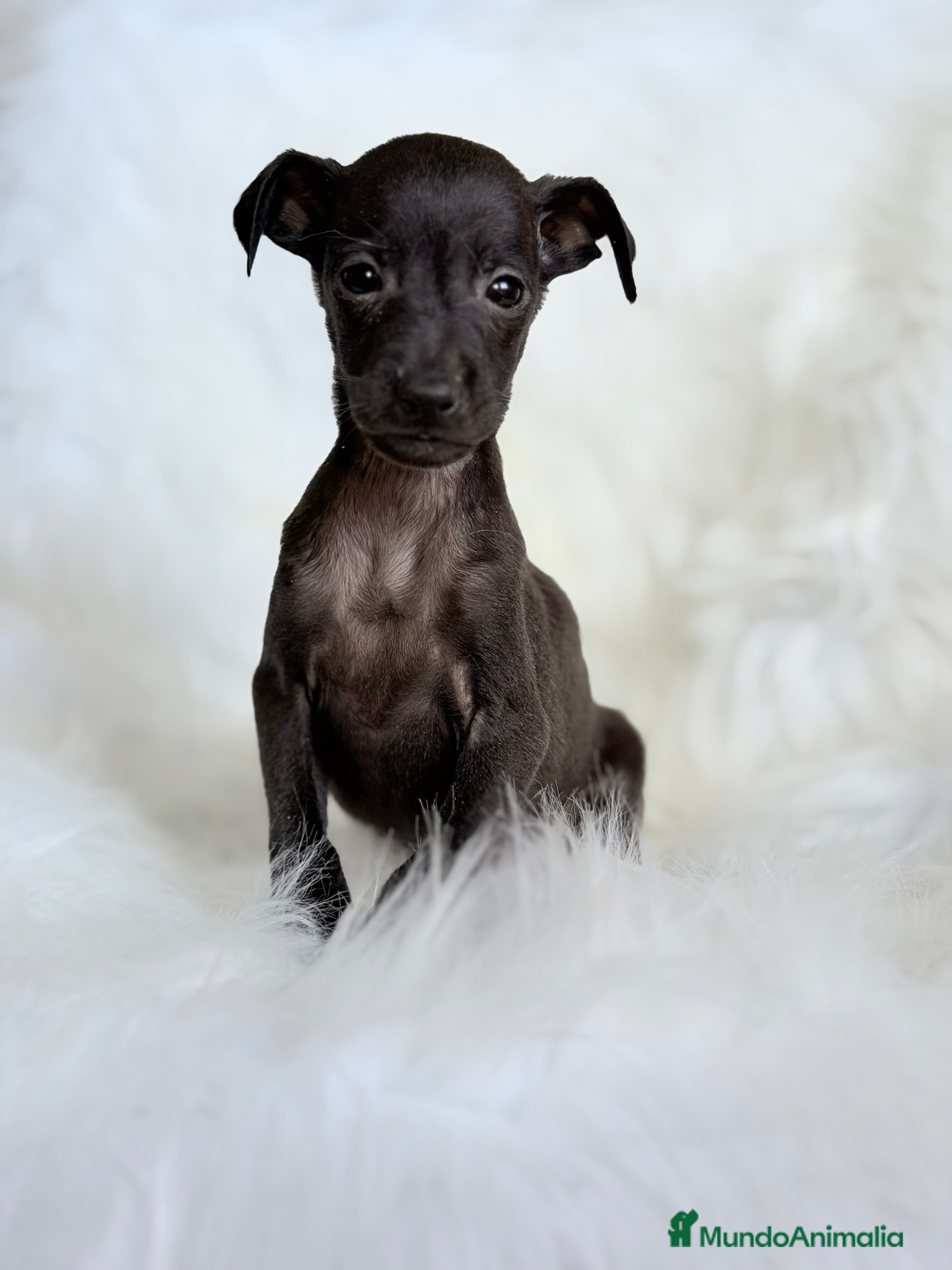 Pequeño Lebrel Italiano perros Lebrel Italiano Piccolo  - Anuncio 5