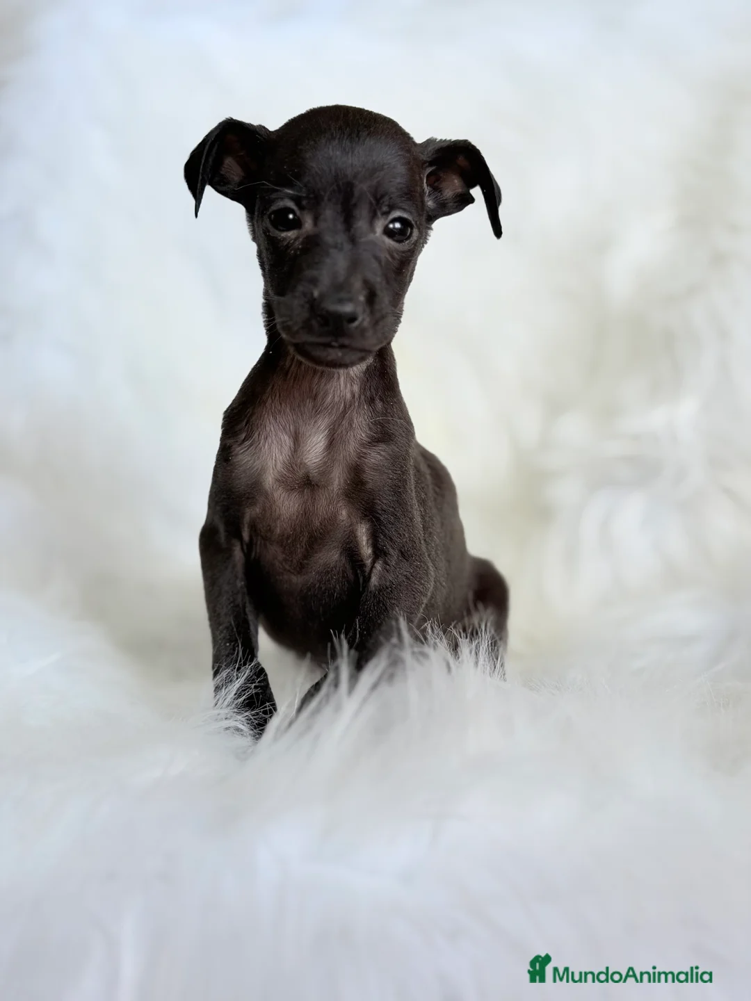 Pequeño Lebrel Italiano perros en venta: Lebrel Italiano Piccolo  - Anuncio 1