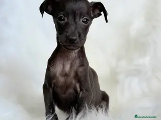 Pequeño Lebrel Italiano perros Lebrel Italiano Piccolo - Anuncio 5