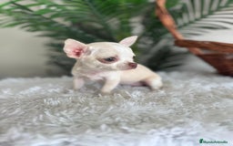 Chihuahua perros en venta: CHIHUAHUA HEMBRA - Imagen 10
