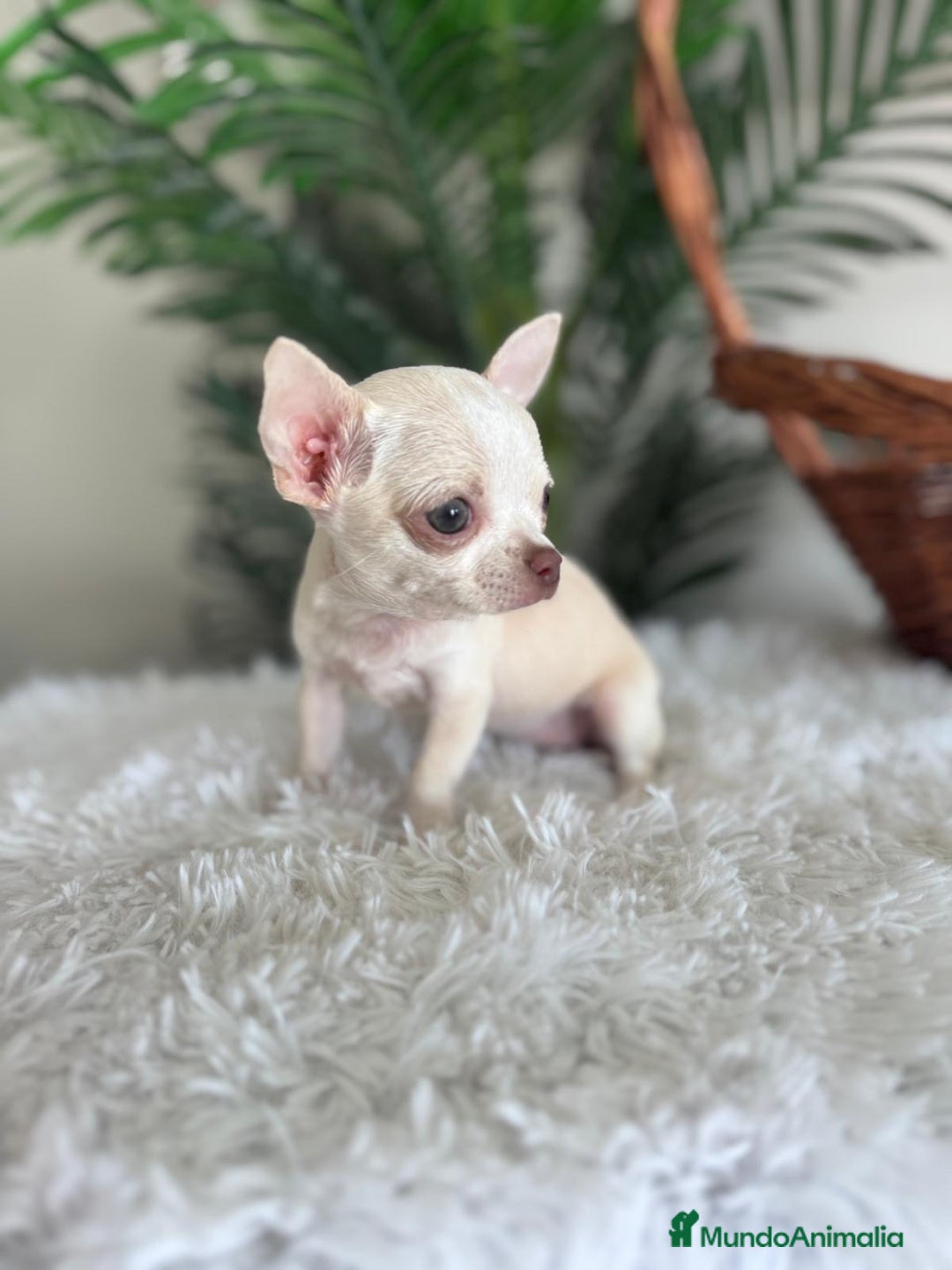 Chihuahua perros en venta: CHIHUAHUA HEMBRA - Imagen 10