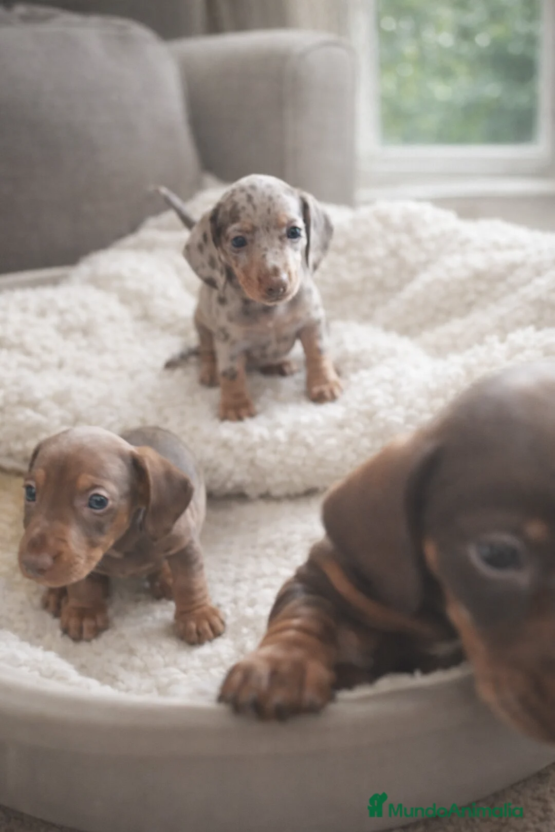 Teckel Miniatura perros en venta: Cachorritos miniatura kaninchen - Anuncio 2