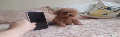 Caniche Toy 3