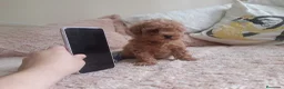 Caniche Toy perros en venta: PRECIOSOS CANICHE  ROJO LINEA TOY  - Anuncio 4