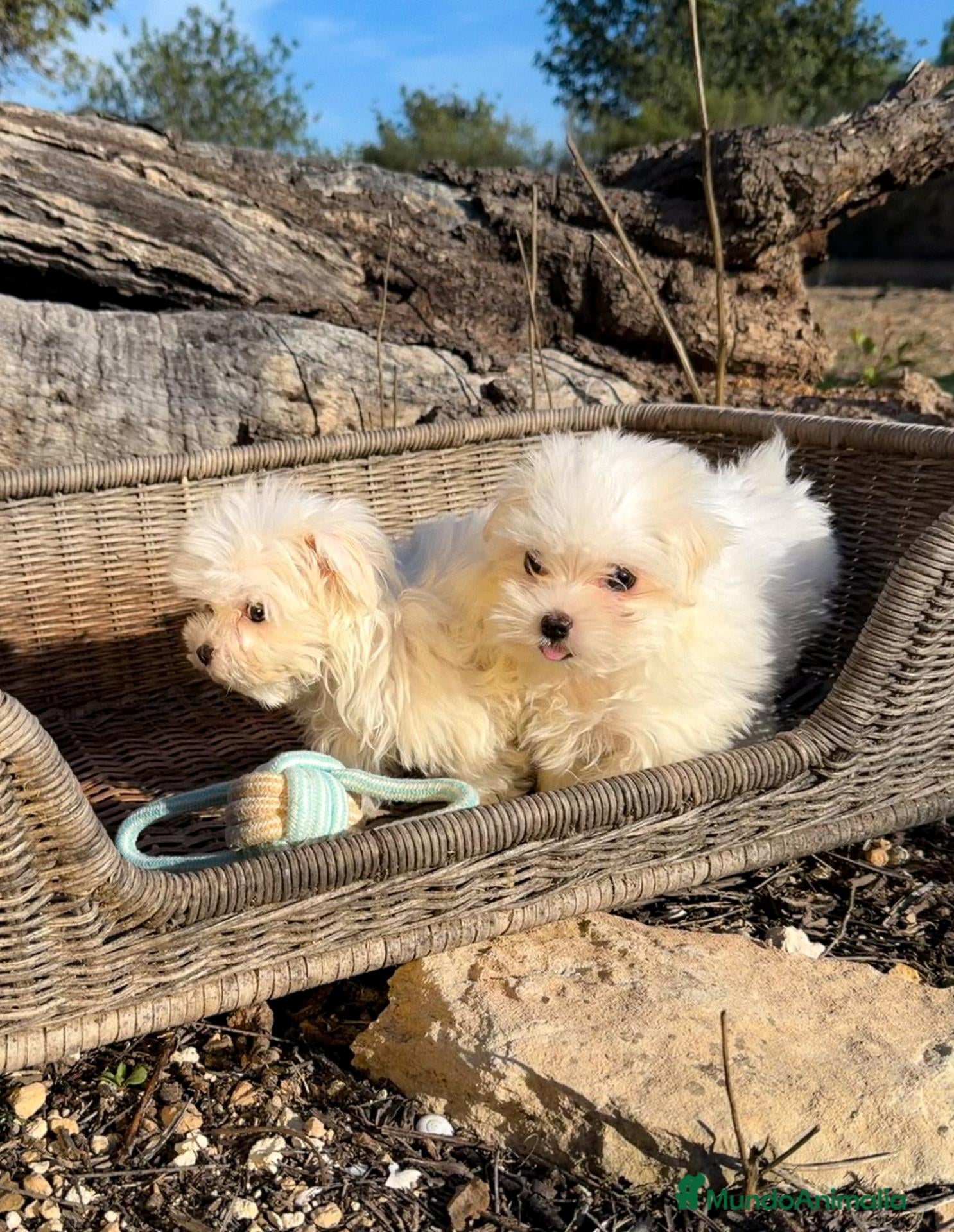 Bichón Maltés perros BICHÓN MALTÉS - HEMBRAS DISPONIBLES ✅ - Anuncio 1