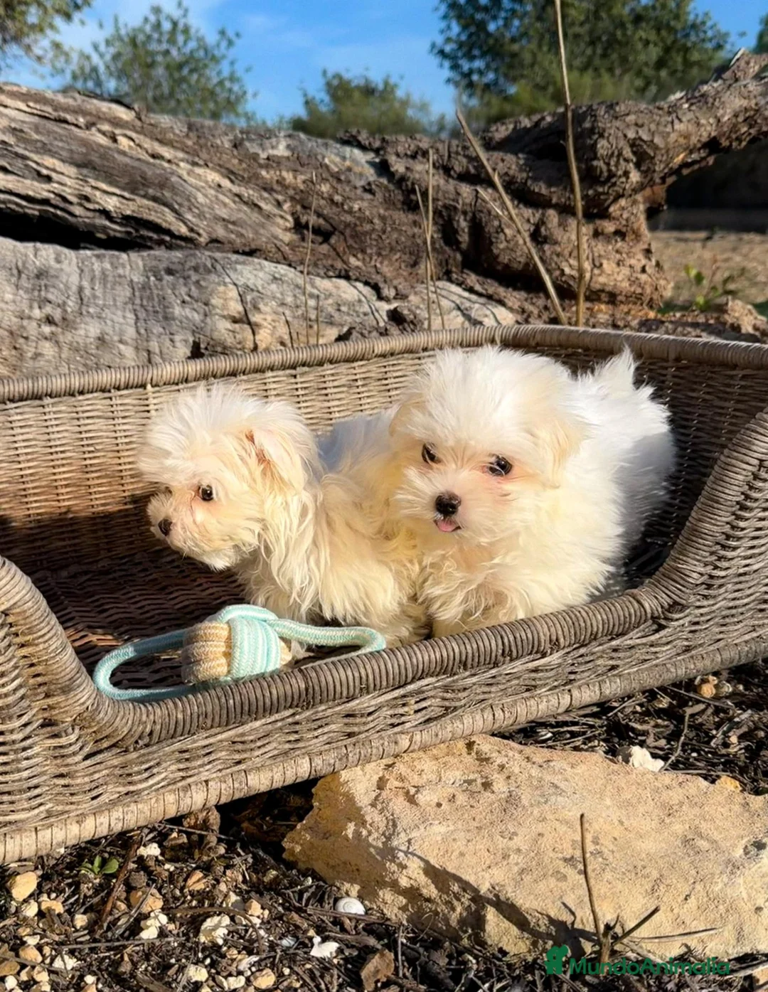 Bichón Maltés perros en venta: BICHÓN MALTÉS - HEMBRAS DISPONIBLES ✅ - Anuncio 1