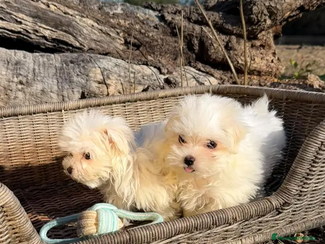 Bichón Maltés perros en venta: BICHÓN MALTÉS - HEMBRAS DISPONIBLES ✅ - Anuncio 5