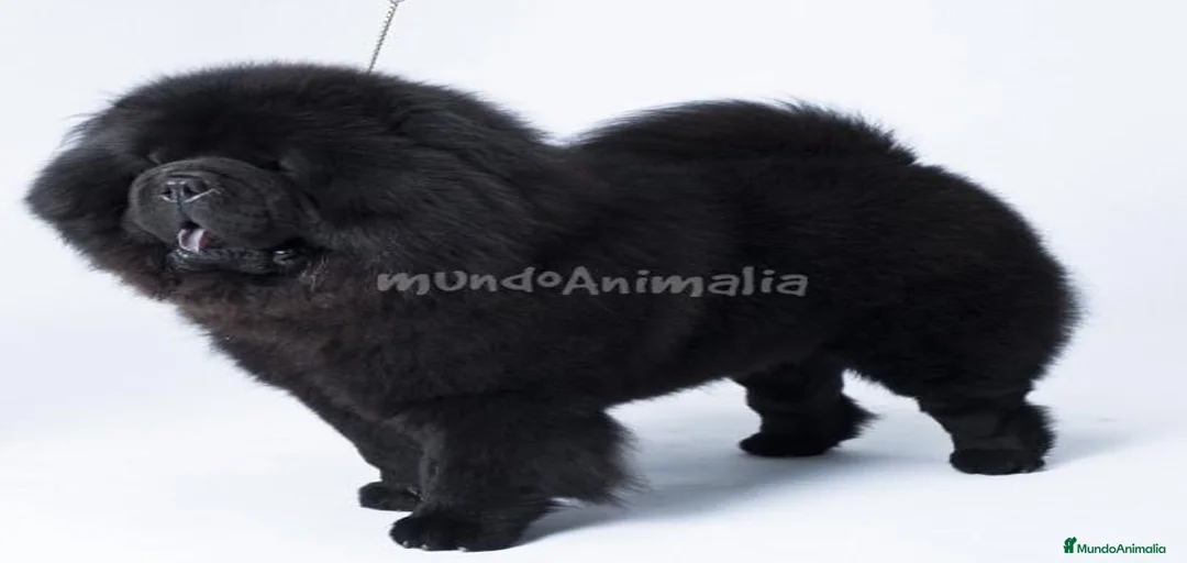 Imagen de galería {{count}}