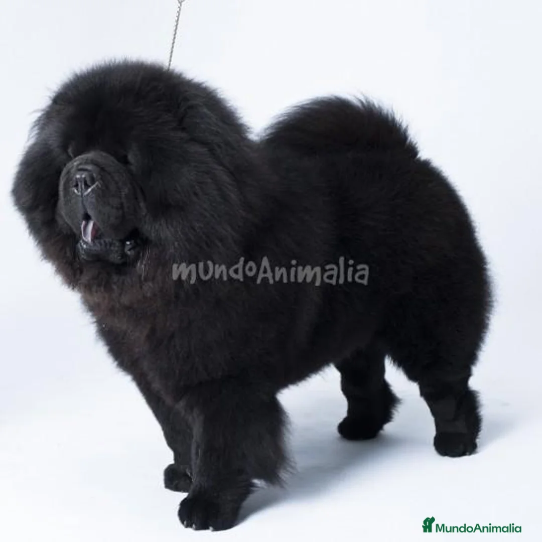 Imagen de galería {{count}}