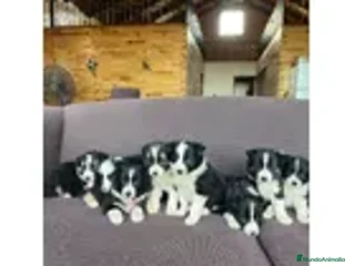 Border Collie perros Border collie - Anuncio 1