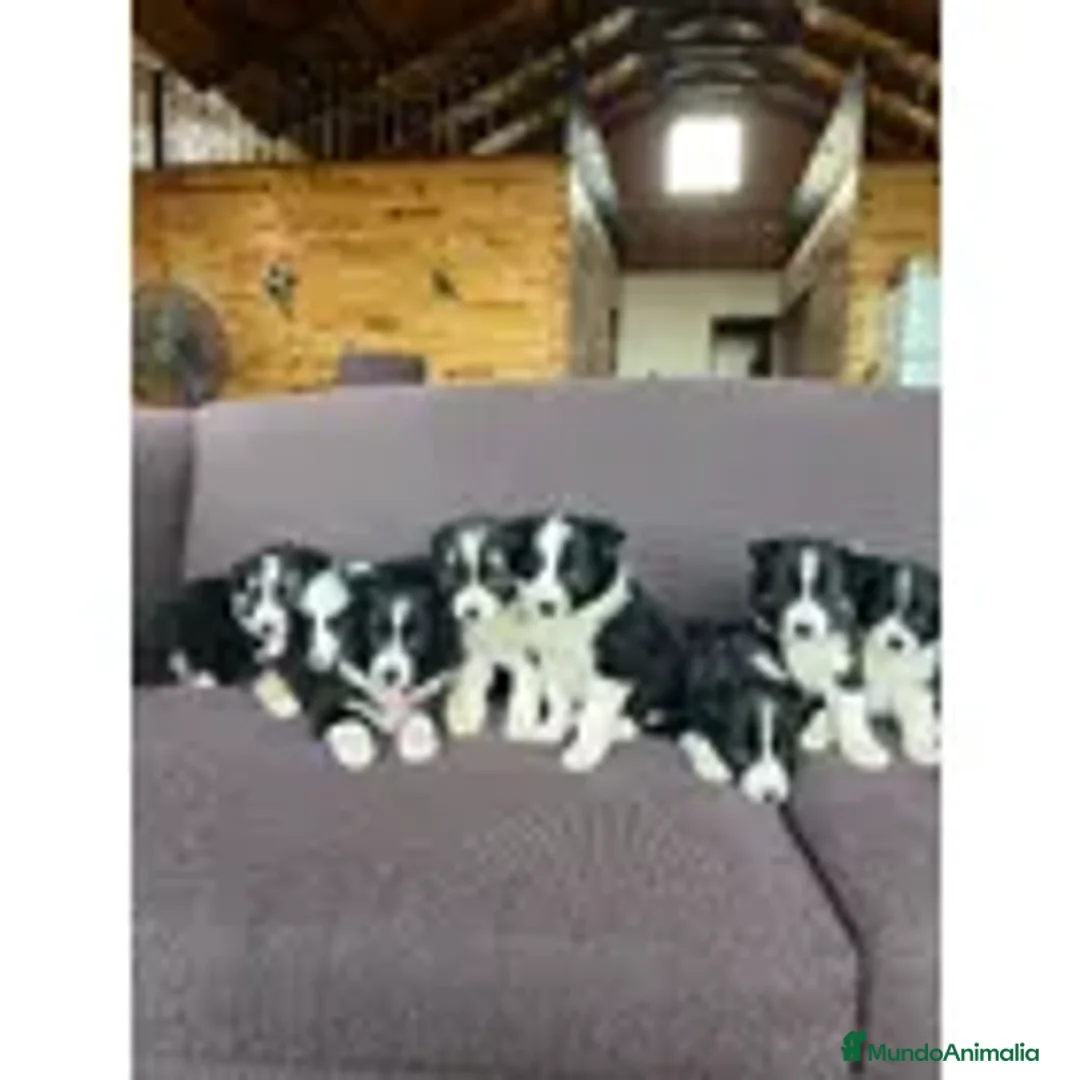 Border Collie perros en venta: Border collie  - Anuncio 1