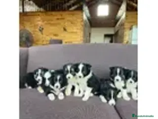 Border Collie perros Border collie - Anuncio 26