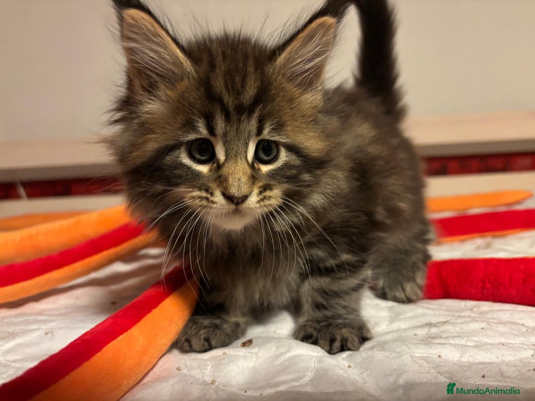 Maine Coon gatos en venta: Gatitos maine coon machitos - Anuncio 2