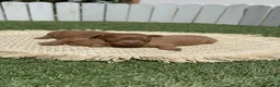 Caniche Toy perros en venta: CANICHE TOY - Anuncio 6