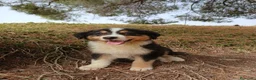 Pastor Australiano perros en venta: PASTOR AUSTRALIANO  - Anuncio 3