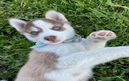 Husky Siberiano perros en venta: CAMADA DE HUSKY SIBERIANO PRECIOSO - Anuncio 2
