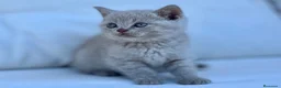 Británico de Pelo Corto gatos en venta: BRITISHSHORTHAIR LILAC ESPECTACULAR! - Anuncio 2