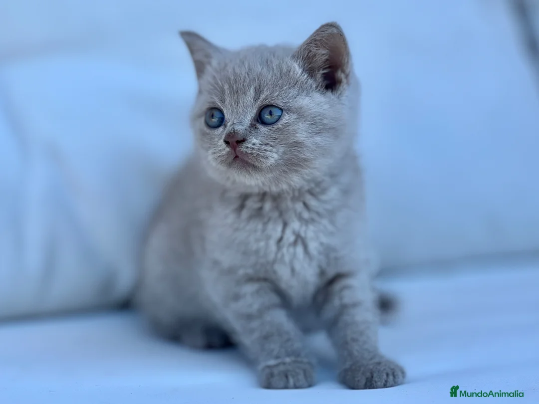 Británico de Pelo Corto gatos en venta: BRITISHSHORTHAIR LILAC ESPECTACULAR! - Anuncio 2