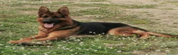 Pastor Alemán perros en venta: Cachorra pastor alemán  - Anuncio 2