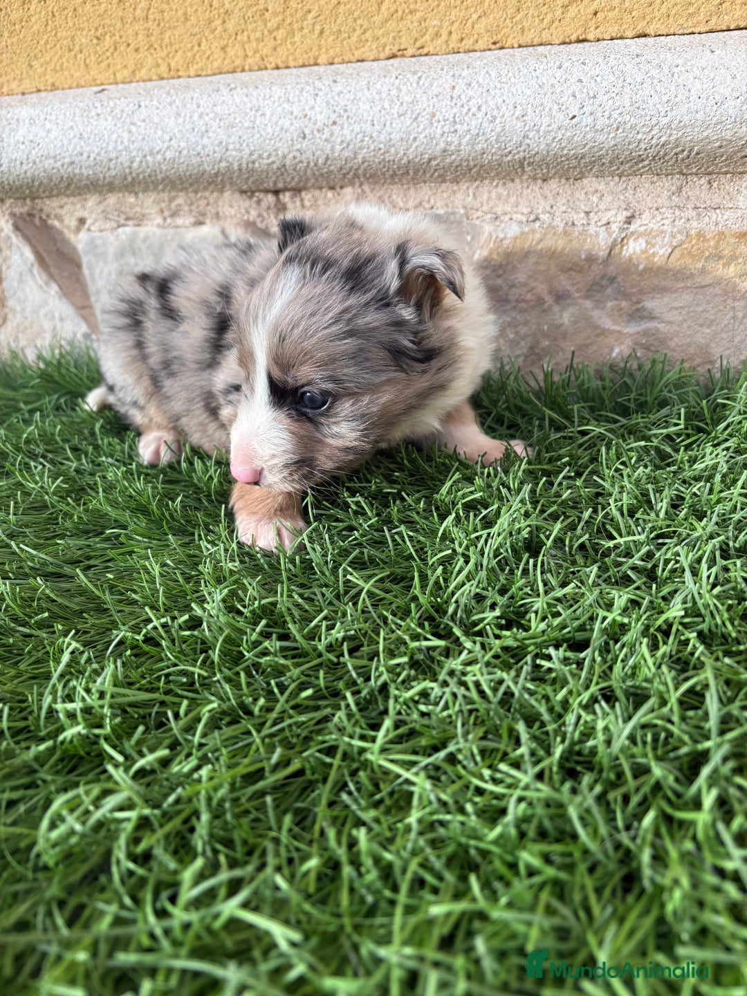 Border Collie perros en venta: Cachorro Border collie Merle macho  - Anuncio 15
