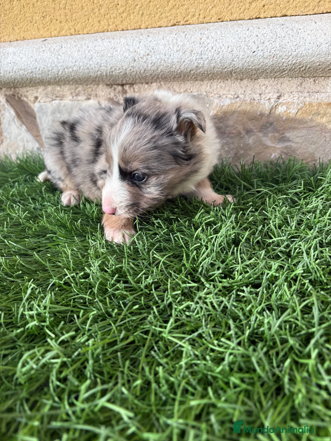 Border Collie perros en venta: Cachorro Border collie Merle macho  - Anuncio 15