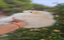 Pomerania perros en venta: HEMBRITA POMERANIA DIMINUTA  - Imagen 7