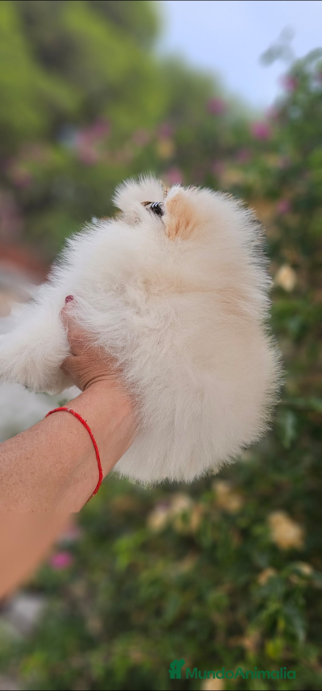 Pomerania perros en venta: HEMBRITA POMERANIA DIMINUTA  - Imagen 7