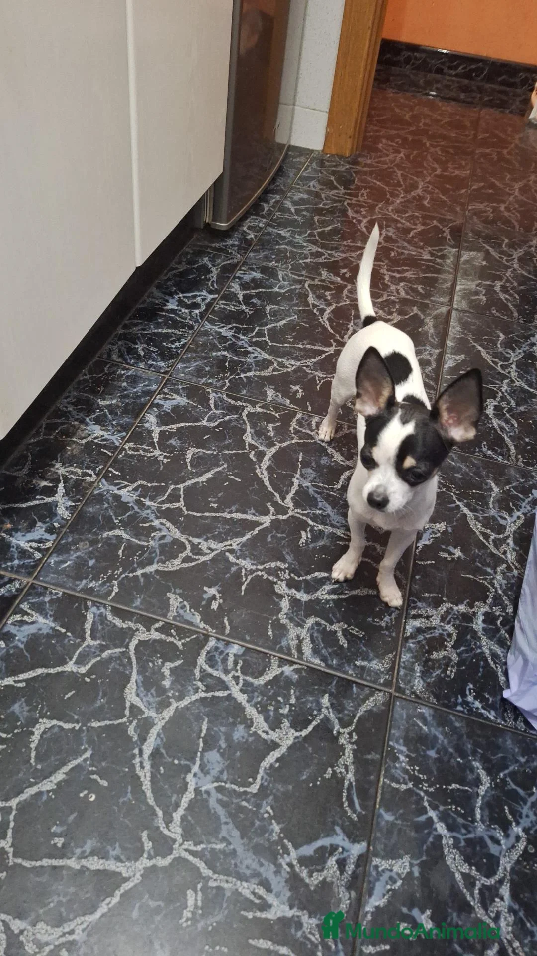 Chihuahua perros en venta: Chihuahua  en Barcelona - Anuncio 3