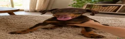 Dobermann perros en venta: Cachorros dobermann muy equilibrados - Anuncio 1