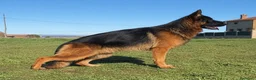 Pastor Alemán perros en venta: Macho de Pastor Alemán  - Anuncio 2