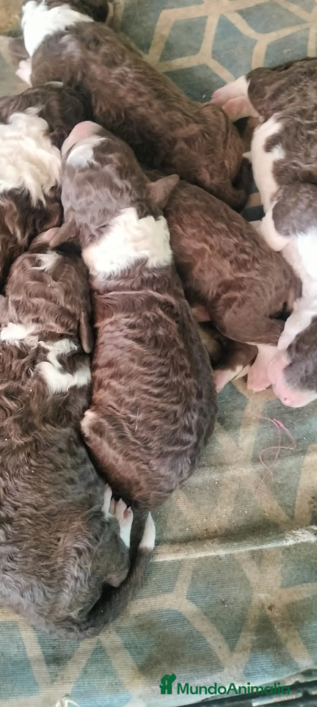 Perro de Agua Español perros en venta: Bicolores en Madrid - Anuncio 1