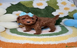Caniche Toy perros en venta: Caniche Toy Rojo - Imagen 3