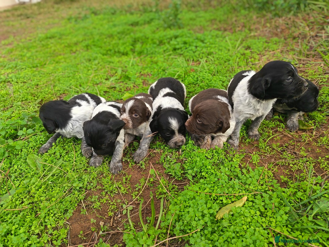Épagneul Breton perros en venta: Cachorros de Bretón  - Anuncio 2