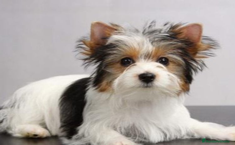 Biewer Yorkshire Terrier a la Pom Pon perros - Anuncio 9