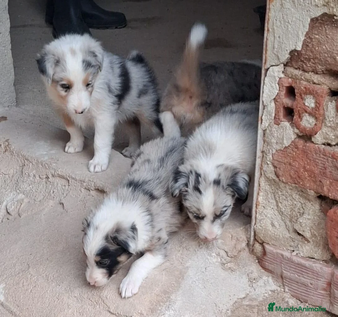 Border Collie perros en venta: Boder collie camada 3 - Anuncio 1