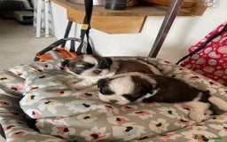 Shih Tzu perros en venta: CACHORRITOS DE SHIH TZU - Imagen 5