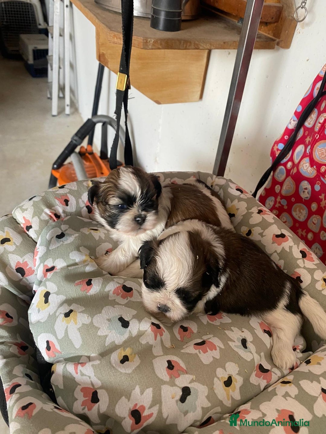 Shih Tzu perros en venta: CACHORRITOS DE SHIH TZU - Imagen 5
